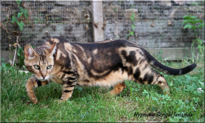 Chatterie Hypnotic Bengal